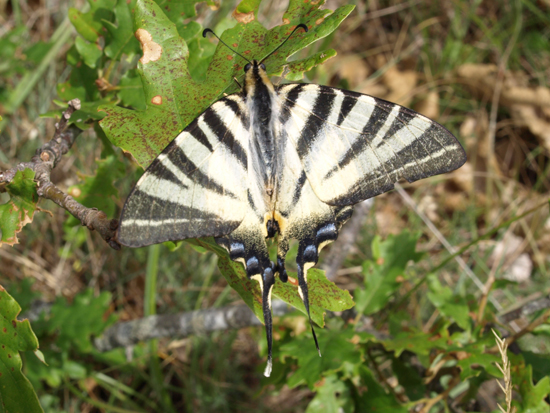 Swallowtail1