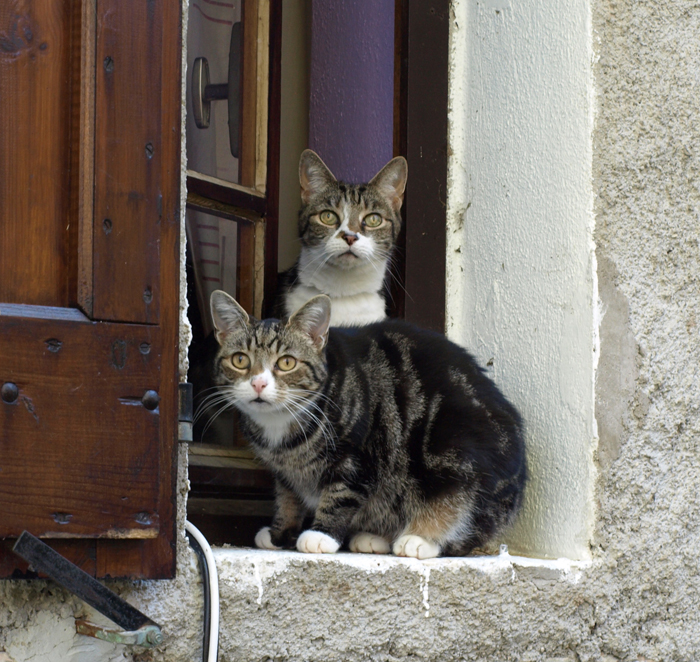 Window-cats